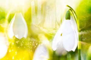 imbolc at Manchester monastery