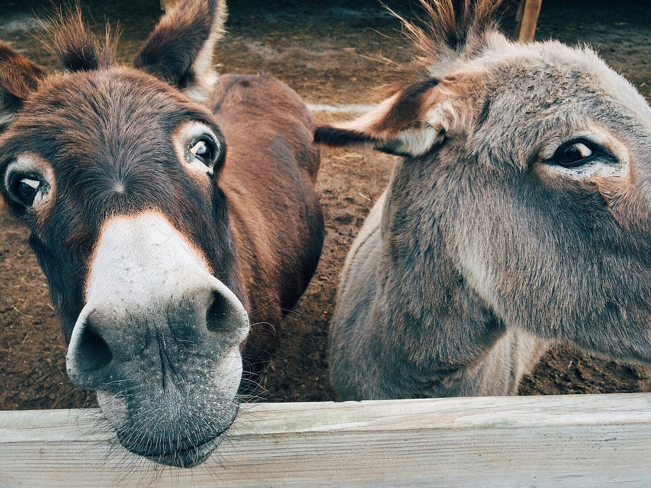 Donkey rides